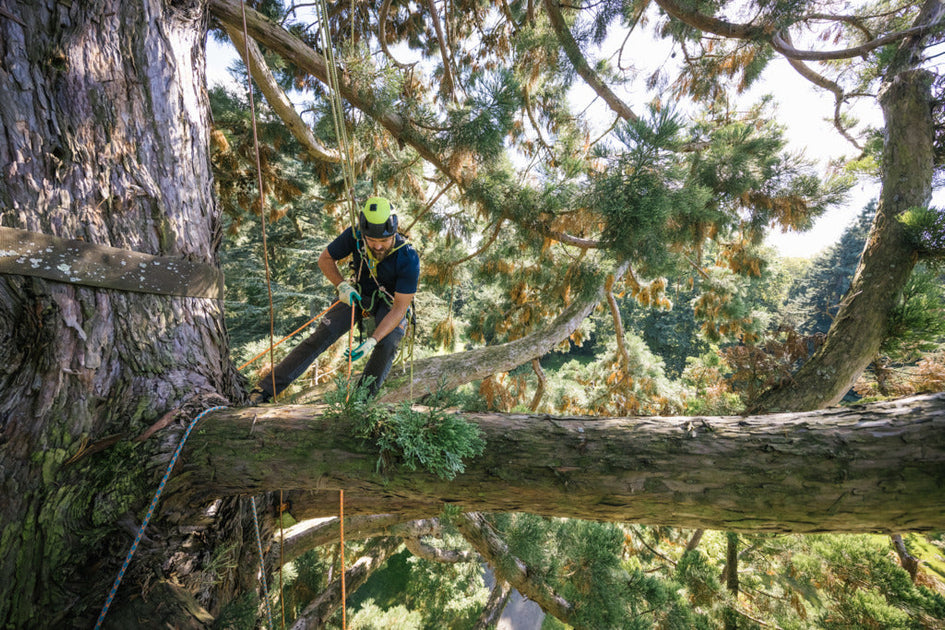 Tree Care – Coast Ropes and Rescue